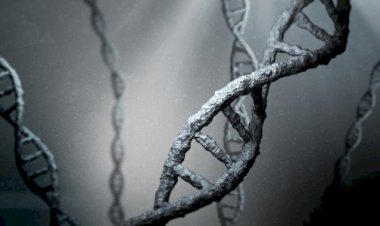 O echipă de cercetători a reuşit să realizeze cel mai complex hibrid om-şoarece