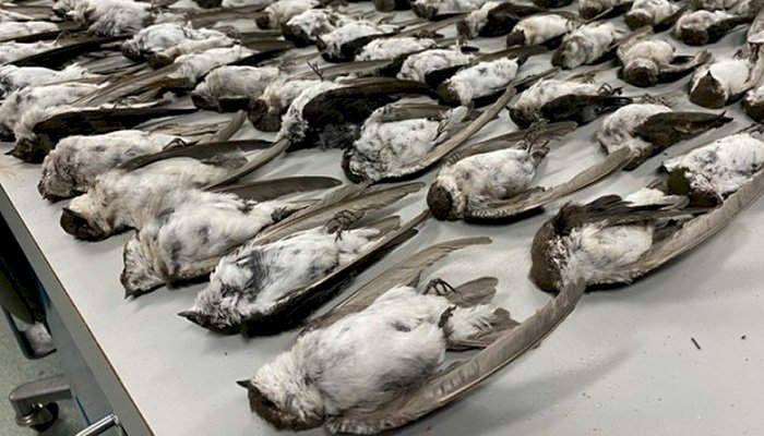 Misterul morții subite a mii de păsări, peste tot în lume, rămâne nerezolvat