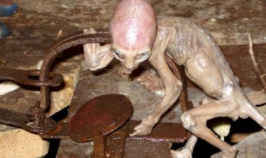 Pui de extraterestru, prins intr-o cursa de soareci in Mexic