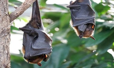 Cecetătorii au descoperit șase noi coronavirusuri la lilieci