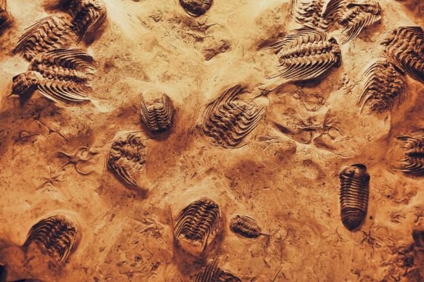 Descoperirea uriașă făcută de cercetători după ce au studiat o fosilă veche de milioane de ani.